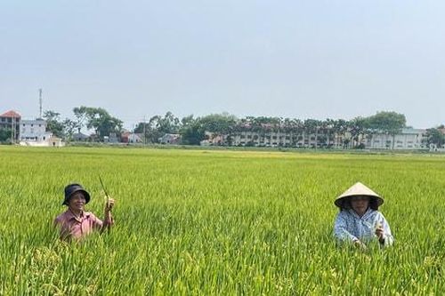 Sản xuất theo hướng VietGAP: Chuẩn hóa quy trình, nâng cao giá trị nông sản