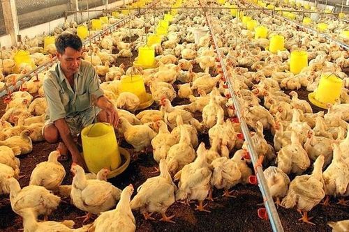Từ 5/8, người chăn nuôi cần tránh những hành vi này kẻo bị phạt nặng