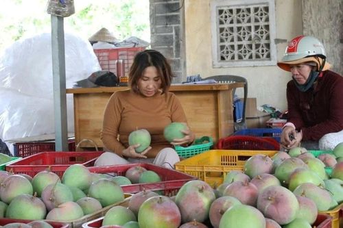 Trăn trở vùng xoài