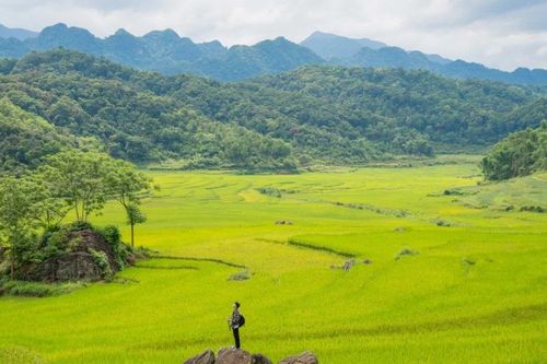 Thương đồng… mà cấy lúa thôi