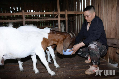 'Triệu phú' nuôi dê ở vùng sâu