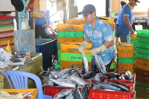 Áp dụng nhật ký khai thác thủy sản điện tử