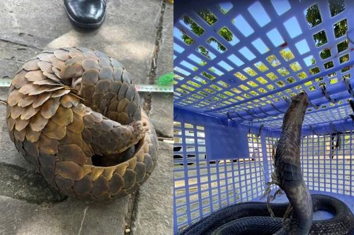 Bắt giữ 5 đối tượng trong đường dây buôn bán động vật nguy cấp liên tỉnh