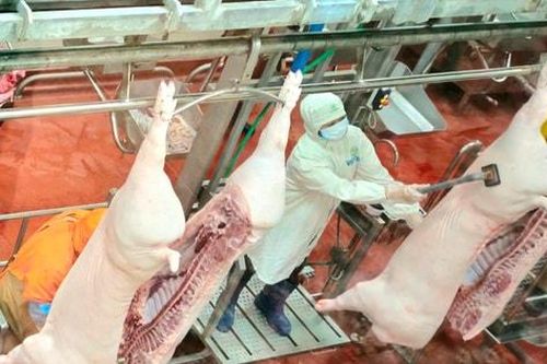 Phạt tiền đến 50 triệu đồng đối với vi phạm về giết mổ động vật