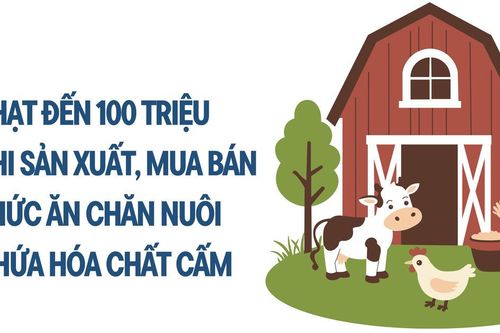 Infographic: Phạt đến 100 triệu khi sản xuất, mua bán thức ăn chăn nuôi chứa hóa chất cấm