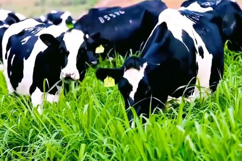 TP Hồ Chí Minh yêu cầu lưu hồ sơ giống vật nuôi tối thiểu 3 năm