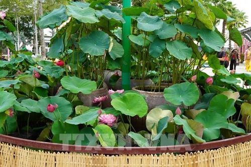 Choáng ngợp con đường kết từ 25.000 chậu sen ở Đồng Tháp
