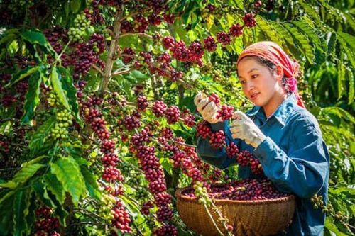 Bản tin nông sản hôm nay 19/6: Cà phê nhích tăng, hồ tiêu neo cao