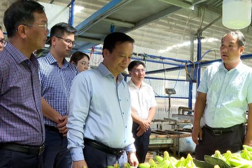 Phó Chủ tịch Thường trực UBND tỉnh Gia Lai làm việc với Công ty Nông nghiệp HAGL - Stung Treng