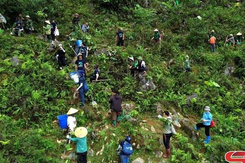 Góp sức phục hồi màu xanh cho những cánh rừng