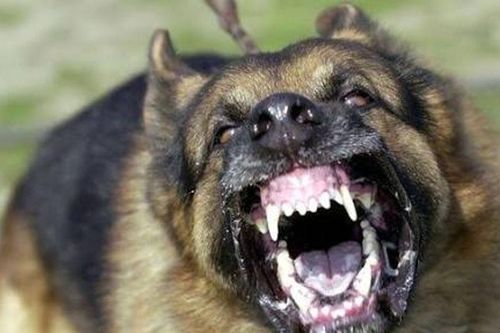 Đồng Nai: Ghi nhận ổ dịch dại, 12 người bị chó cắn
