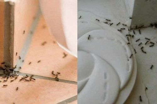 Mẹo đuổi kiến hiệu quả bằng nguyên liệu tự nhiên không cần hóa chất