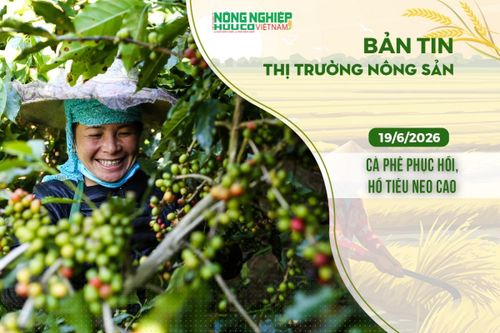 Thị trường nông sản 19/6/2026: Cà phê phục hồi, hồ tiêu neo cao