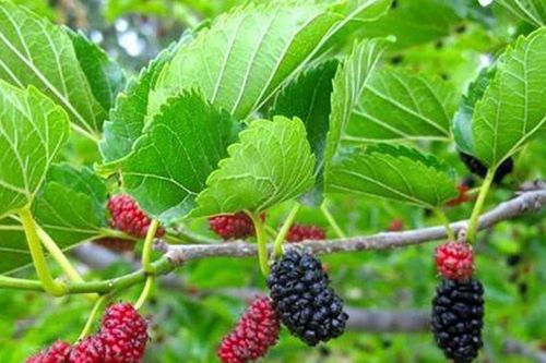 Tác dụng của lá dâu tằm đối với sức khỏe