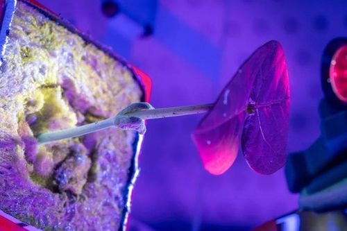 Thông tin thú vị về 'dược phẩm vũ trụ'