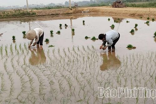 Thay đổi trong sản xuất vụ Mùa ở Đông Thành