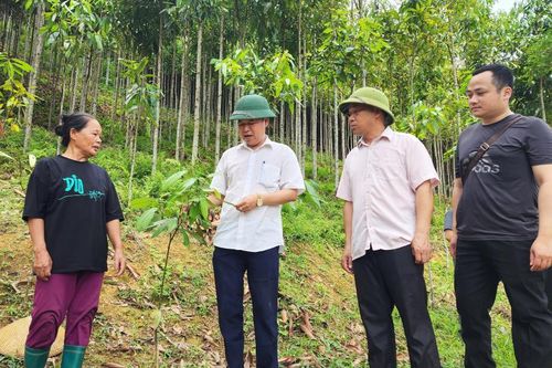 Liên kết trồng quế, hướng đi bền vững giúp người dân vùng cao phát triển kinh tế