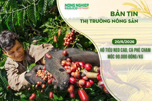 Thị trường nông sản 20/6/2026: Hồ tiêu neo cao, cà phê chạm mốc 90.000 đồng/kg