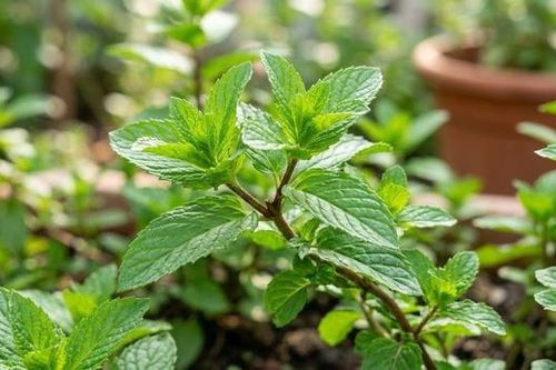 Vì sao người bệnh trào ngược dạ dày không nên dùng bạc hà?