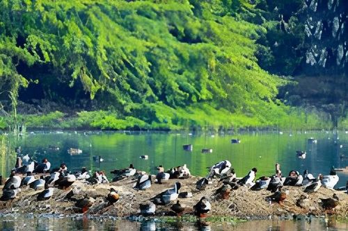 Vườn thú Trung tâm Nepal đóng cửa vì bùng phát dịch cúm gia cầm