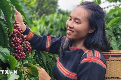 Bản tin nông sản hôm nay (21-6): Giá cà phê tăng, giá hồ tiêu giảm mạnh
