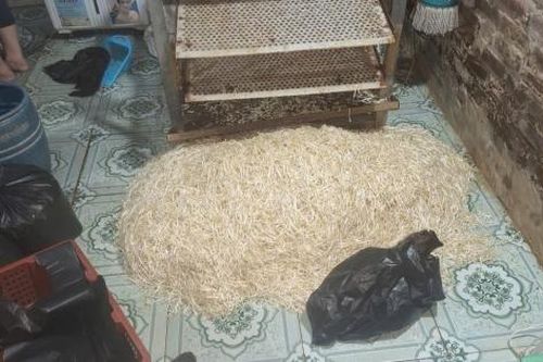 Hưng Yên: Khởi tố đối tượng dùng chất cấm sản xuất gần 800kg giá đỗ