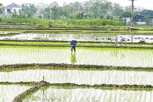 Nâng cao kỹ năng sử dụng thuốc bảo vệ thực vật cho nông dân