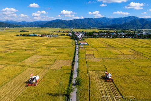 Phát huy hiệu quả chỉ dẫn địa lý gạo Điện Biên