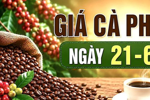 Ngày 21-6: Giá cà phê trong nước ổn định ở mức cao