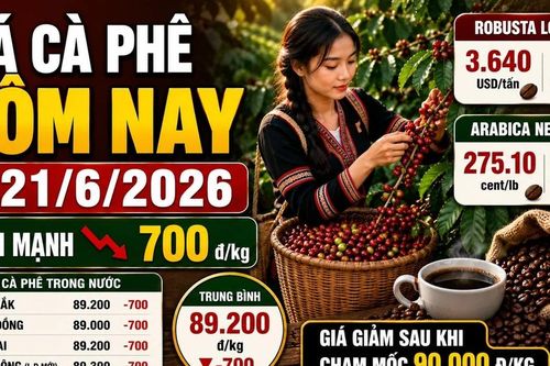 Giá cà phê hôm nay 21/6: Trong nước và thế giới cùng giảm mạnh