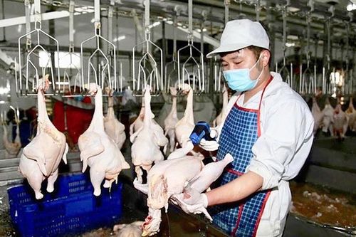 Hà Nội: Từng bước hiện đại hóa giết mổ gia súc, gia cầm
