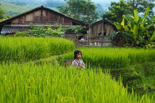 Sắc xanh dịu dàng dưới chân dãy Hoàng Liên
