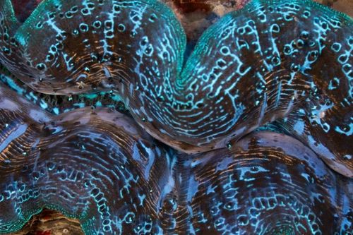 Loài nhuyễn thể khổng lồ được ví như 'viên ngọc sống' dưới đáy biển