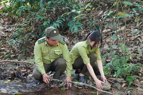 Thả 4 cá thể động vật rừng quý hiếm về môi trường tự nhiên