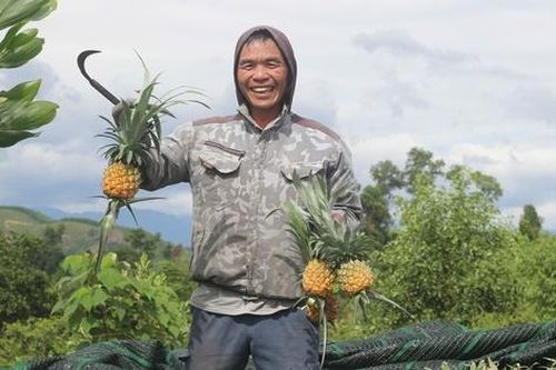 Làm giàu từ mô hình trồng dứa theo chuỗi liên kết bền vững
