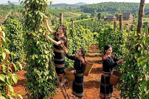 Giá hồ tiêu hôm nay 22/6: Đi ngang sau phiên giảm mạnh