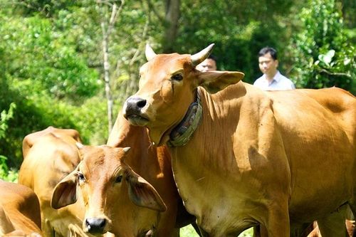 Đột phá chăn nuôi thông minh nhờ gắn định vị GPS cho đàn bò
