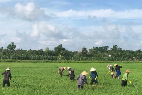 Ngăn vật tư kém chất lượng vào vụ hè thu