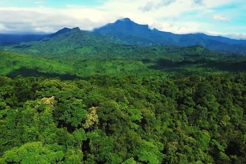 Phát triển lâm nghiệp bền vững