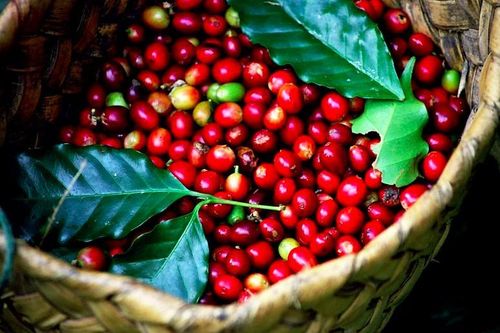 Giá cà phê đi ngang sát ngưỡng 90.000 đồng/kg