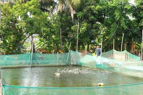 Dấu ấn ông Sáu Dân trên vùng đất Chín Rồng: Kỳ 4: Đồng Tháp Mười 'thức giấc'