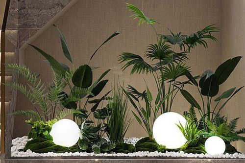 Hút tài lộc vào nhà nhờ 5 vị trí đặt cây phong thủy chuẩn nhất
