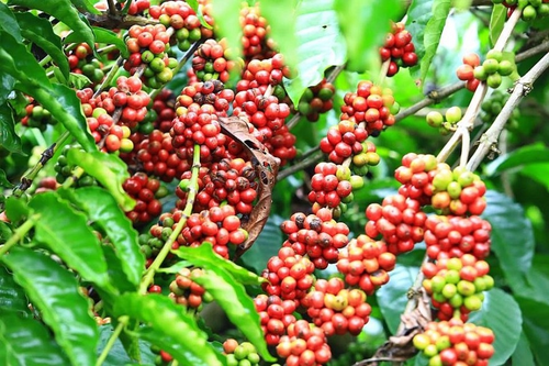 Bản tin nông sản hôm nay (23-6): Giá cà phê tăng nhẹ