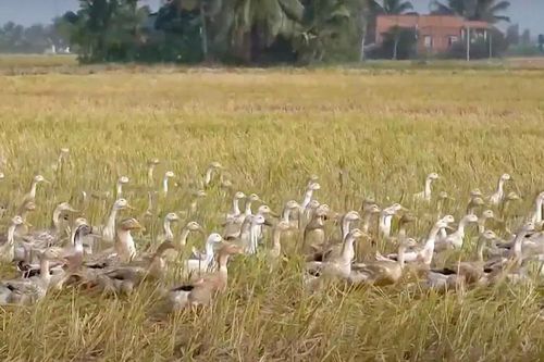 Xuất hiện ổ dịch cúm gia cầm H5N1 tại Đồng Tháp