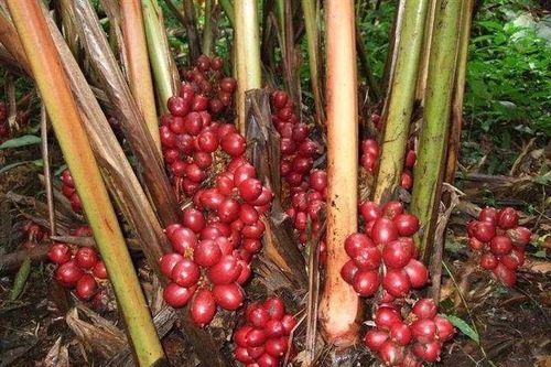 Loài cây được mệnh danh là 'vàng đỏ' của vùng núi phía Bắc Việt Nam