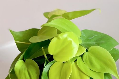 3 loại cây phong thủy được dân công sở yêu thích vì ý nghĩa thu hút tài vận