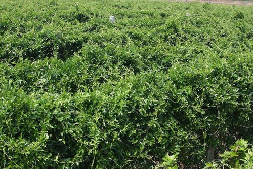 Loài cây dây leo 'hủy diệt vị ngọt', hỗ trợ trị bệnh tiểu đường