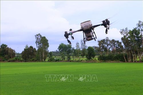 Chủ động phòng trừ sâu cuốn lá nhỏ, bảo vệ lúa Hè Thu