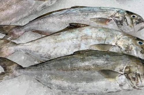 Loài cá nghe tên 'ngượng đỏ mặt' - Đặc sản độc đáo bổ dưỡng với giá đắt đỏ vẫn được 'săn lùng'