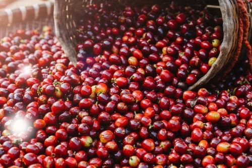 Giá nông sản hôm nay (23/6): Giá cà phê tăng nhẹ, hồ tiêu ổn định
